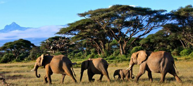 Le Kenya, paradis des animaux sauvages